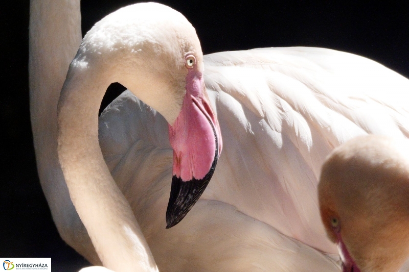 Gyarapodott az Állatpark - fotó Szarka Lajos