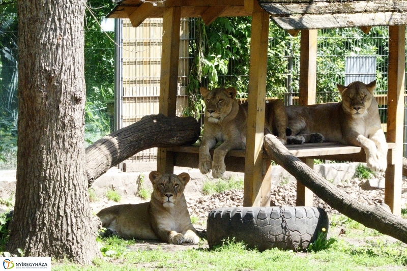 Gyarapodott az Állatpark - fotó Szarka Lajos