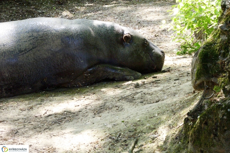 Gyarapodott az Állatpark - fotó Szarka Lajos
