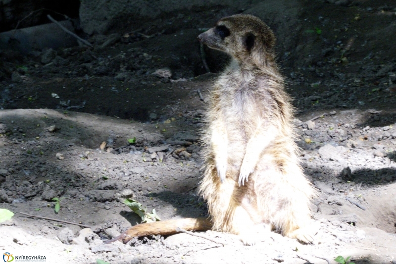 Gyarapodott az Állatpark - fotó Szarka Lajos