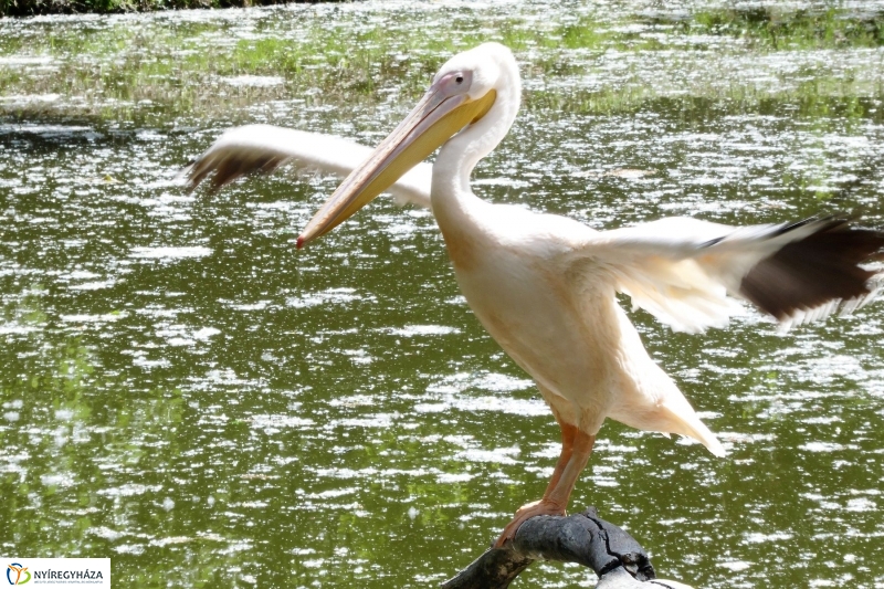 Gyarapodott az Állatpark - fotó Szarka Lajos