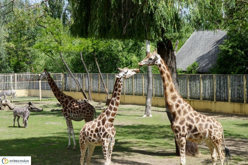 Gyarapodott az Állatpark - fotó Szarka Lajos