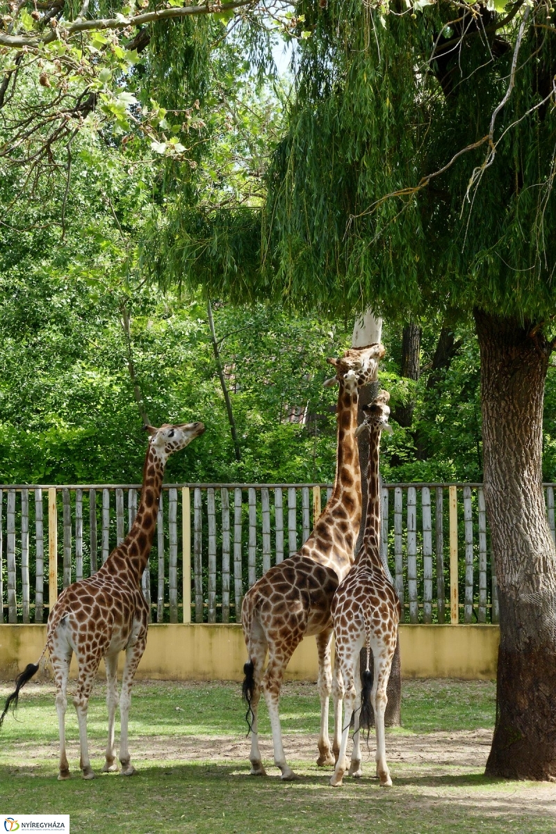Gyarapodott az Állatpark - fotó Szarka Lajos