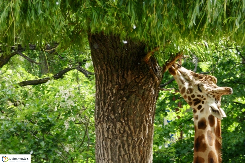 Gyarapodott az Állatpark - fotó Szarka Lajos