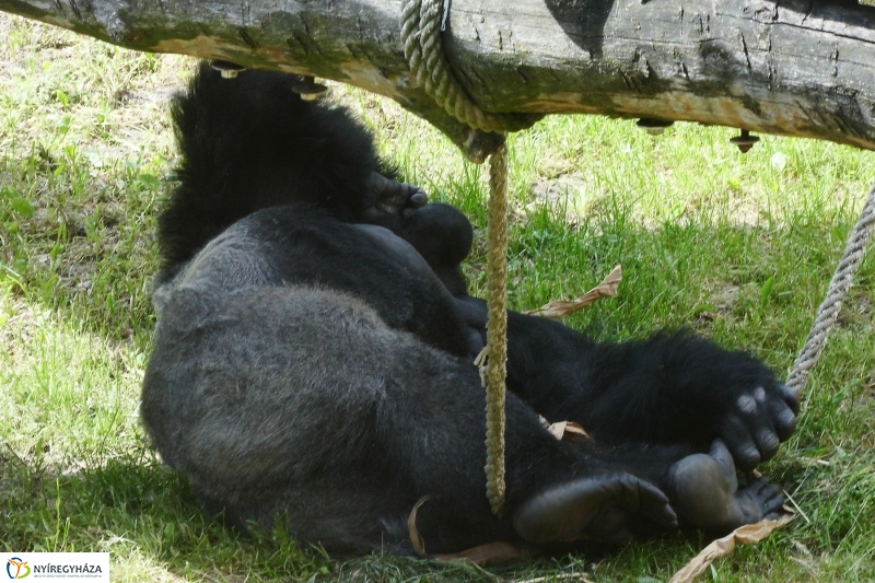 Gyarapodott az Állatpark - fotó Szarka Lajos