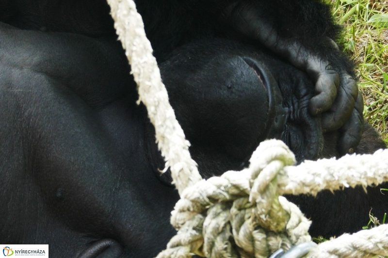 Gyarapodott az Állatpark - fotó Szarka Lajos