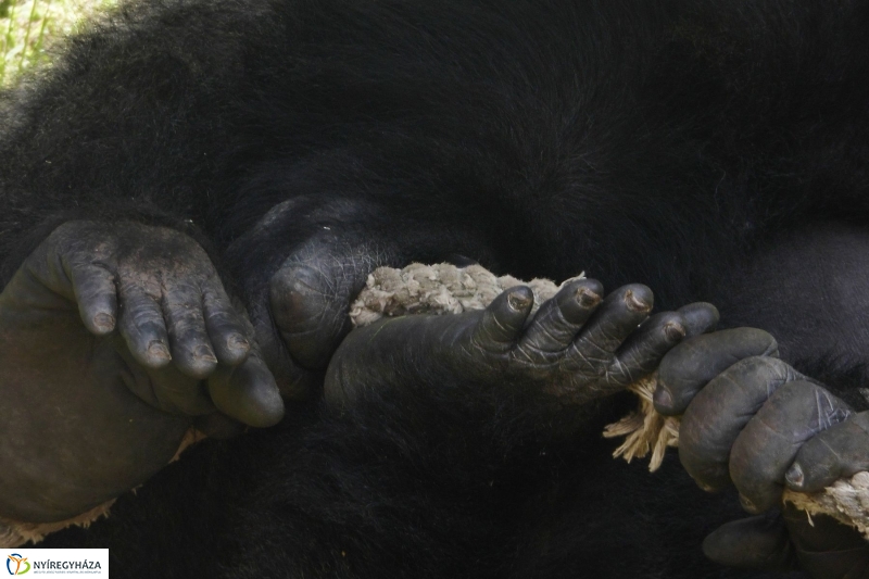 Gyarapodott az Állatpark - fotó Szarka Lajos