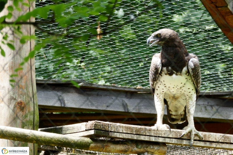Gyarapodott az Állatpark - fotó Szarka Lajos