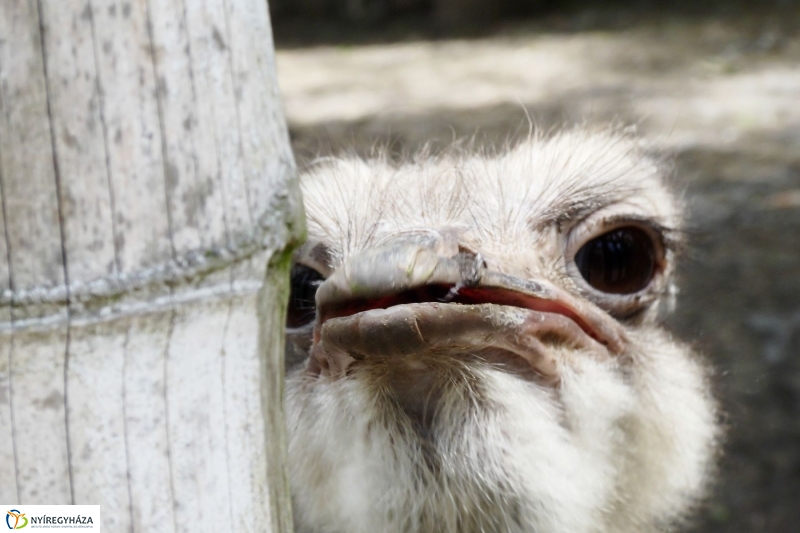 Gyarapodott az Állatpark - fotó Szarka Lajos