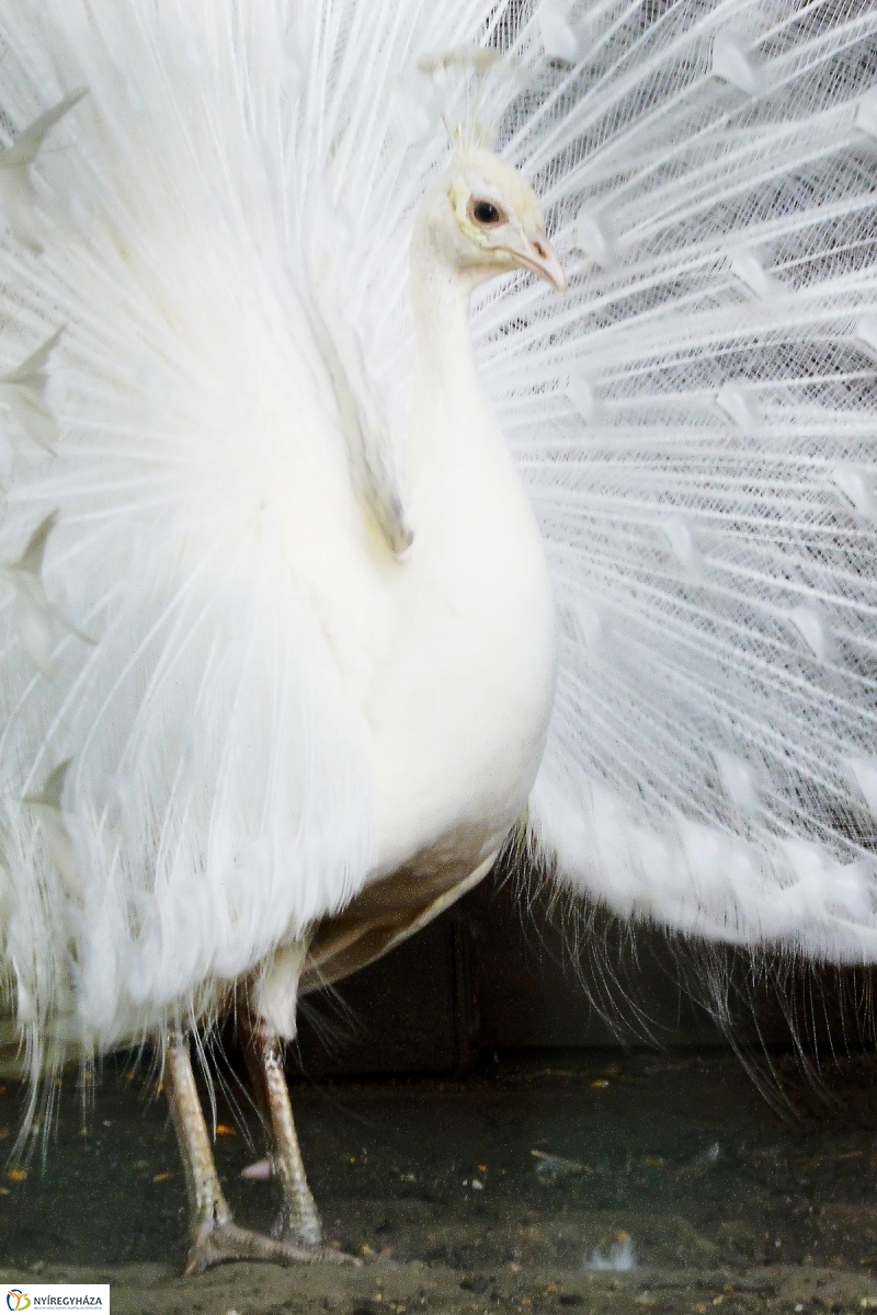 Gyarapodott az Állatpark - fotó Szarka Lajos