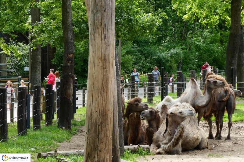 Gyarapodott az Állatpark - fotó Szarka Lajos