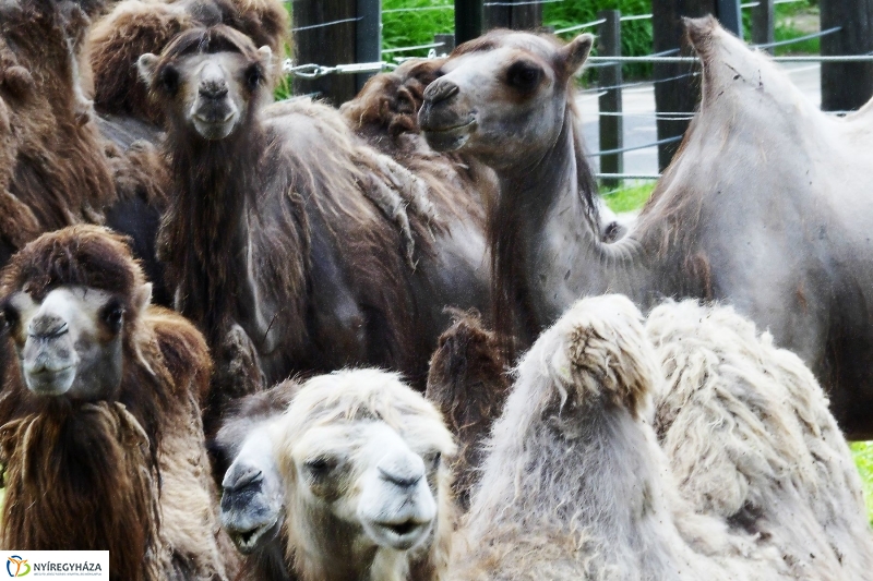 Gyarapodott az Állatpark - fotó Szarka Lajos