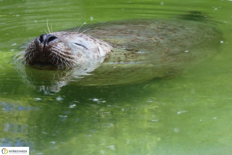 Gyarapodott az Állatpark - fotó Szarka Lajos