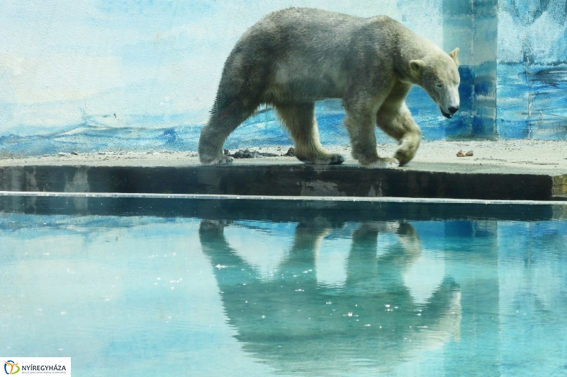 Gyarapodott az Állatpark - fotó Szarka Lajos