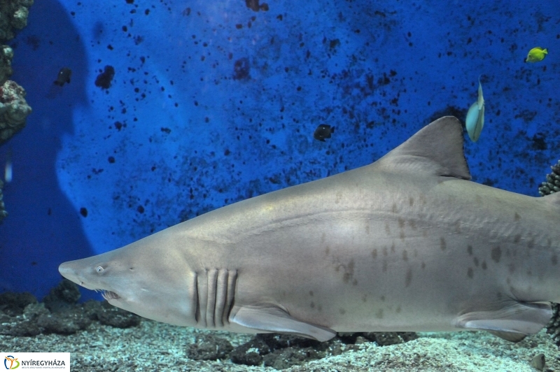 Örökbe fogadták a cápát a cápák - fotó Szarka Lajos