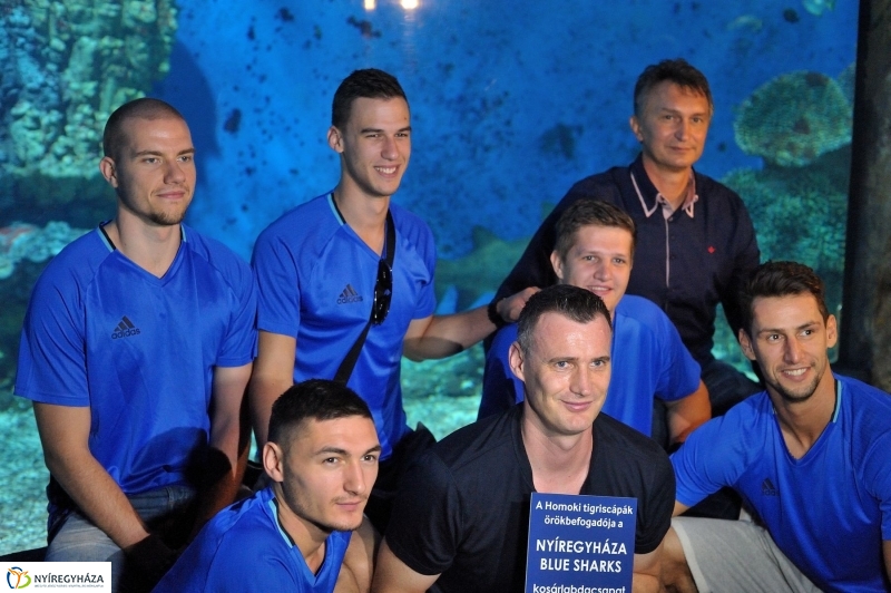 Örökbe fogadták a cápát a cápák - fotó Szarka Lajos