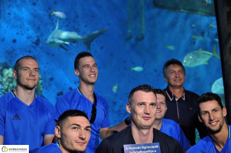 Örökbe fogadták a cápát a cápák - fotó Szarka Lajos