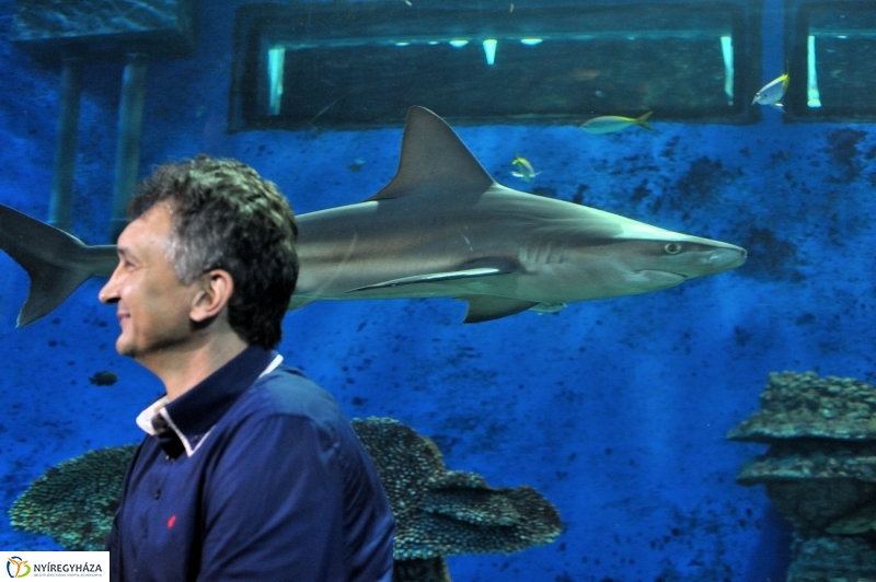 Örökbe fogadták a cápát a cápák - fotó Szarka Lajos