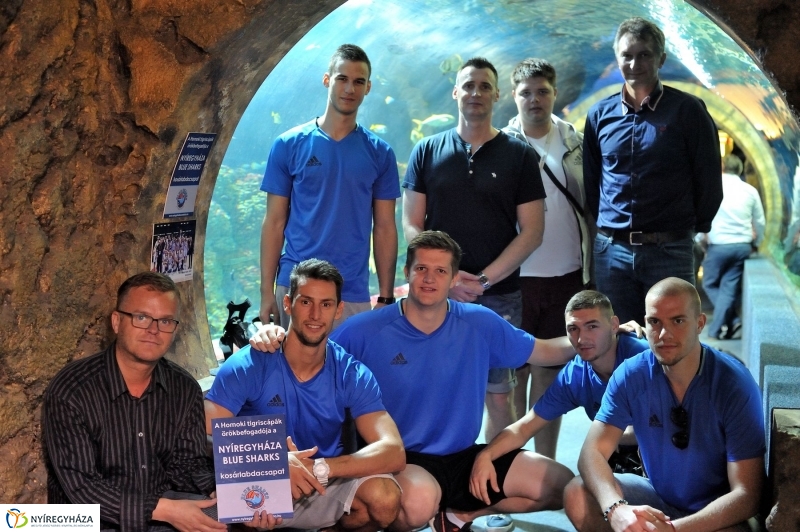 Örökbe fogadták a cápát a cápák - fotó Szarka Lajos