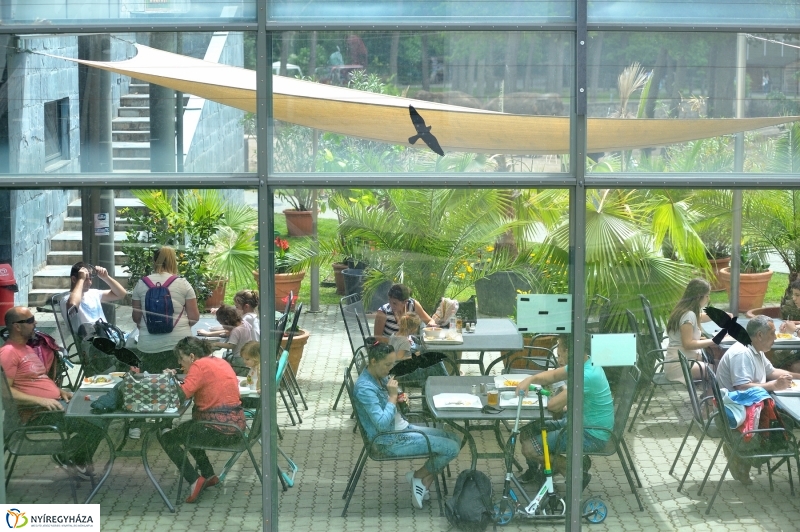 Állatparki fejlesztések sajtótájékoztató - fotó Szarka Lajos