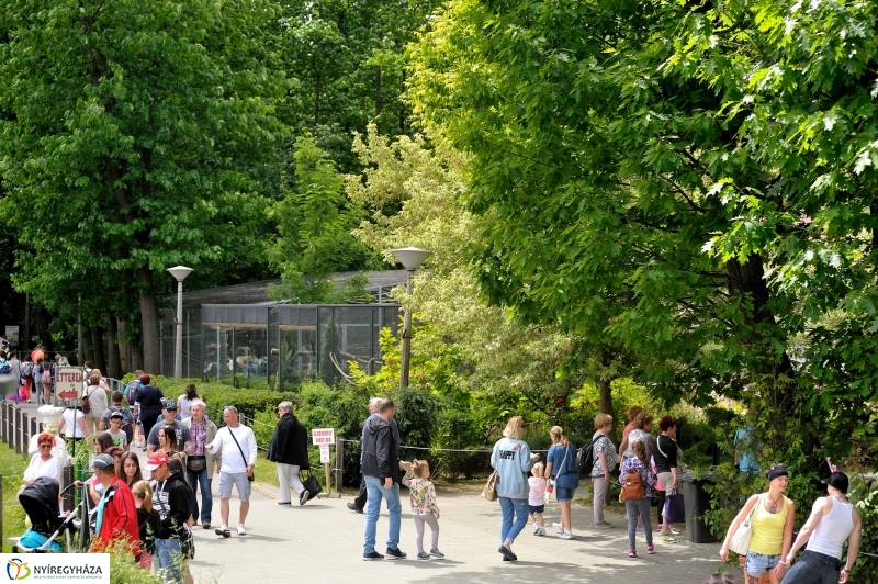 Állatparki fejlesztések sajtótájékoztató - fotó Szarka Lajos