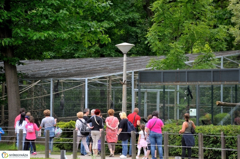 Állatparki fejlesztések sajtótájékoztató - fotó Szarka Lajos