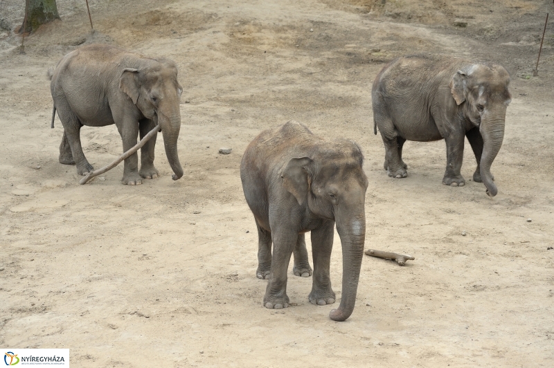 Állatparki fejlesztések sajtótájékoztató - fotó Szarka Lajos