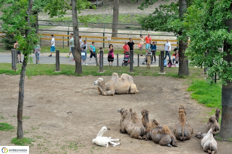 Állatparki fejlesztések sajtótájékoztató - fotó Szarka Lajos