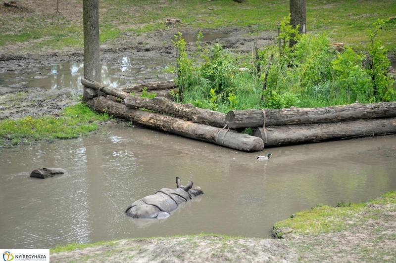 Állatparki fejlesztések sajtótájékoztató - fotó Szarka Lajos