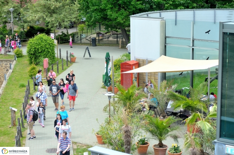 Állatparki fejlesztések sajtótájékoztató - fotó Szarka Lajos