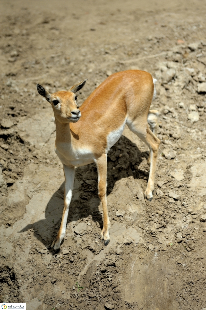 Állatparki fejlesztések sajtótájékoztató - fotó Szarka Lajos