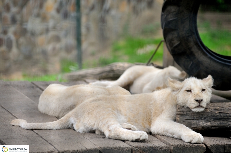 Állatparki fejlesztések sajtótájékoztató - fotó Szarka Lajos