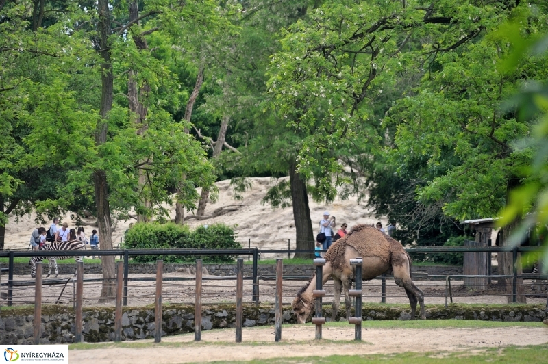 Állatparki fejlesztések sajtótájékoztató - fotó Szarka Lajos