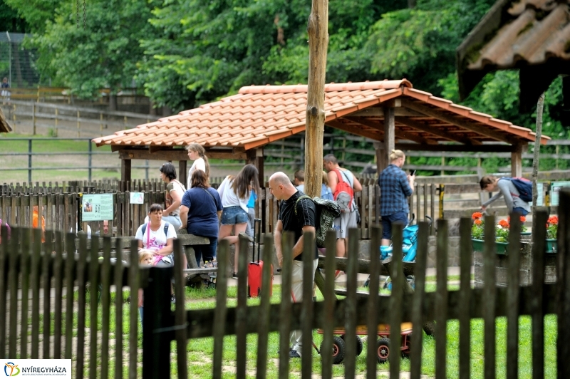 Állatparki fejlesztések sajtótájékoztató - fotó Szarka Lajos