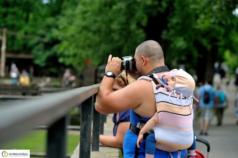 Állatparki fejlesztések sajtótájékoztató - fotó Szarka Lajos