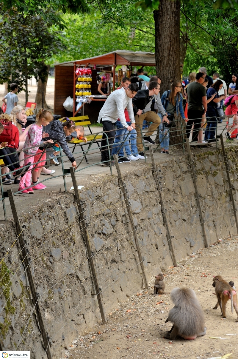 Állatparki fejlesztések sajtótájékoztató - fotó Szarka Lajos