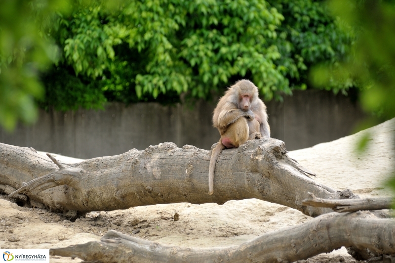 Állatparki fejlesztések sajtótájékoztató - fotó Szarka Lajos