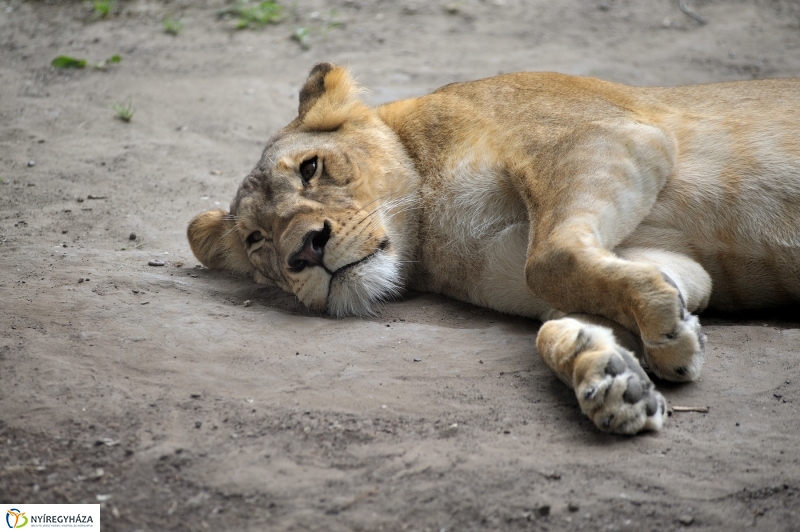 Állatparki fejlesztések sajtótájékoztató - fotó Szarka Lajos