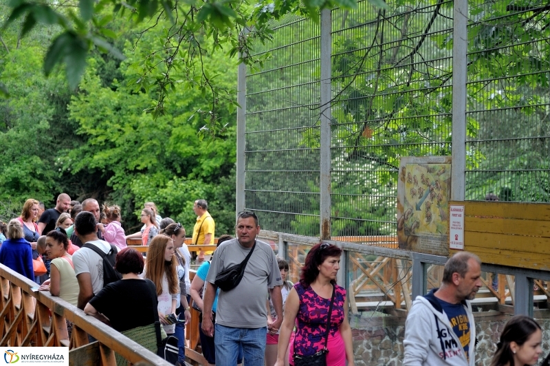 Állatparki fejlesztések sajtótájékoztató - fotó Szarka Lajos
