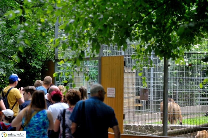 Állatparki fejlesztések sajtótájékoztató - fotó Szarka Lajos