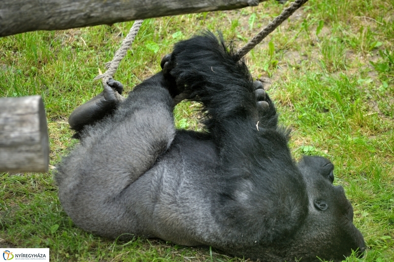 Állatparki fejlesztések sajtótájékoztató - fotó Szarka Lajos