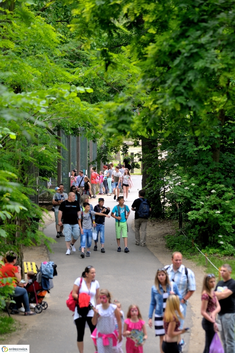 Állatparki fejlesztések sajtótájékoztató - fotó Szarka Lajos