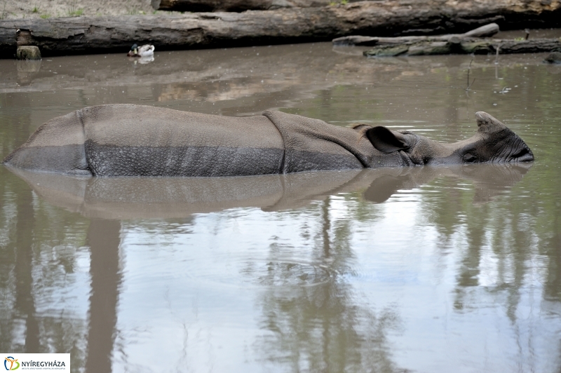 Állatparki fejlesztések sajtótájékoztató - fotó Szarka Lajos
