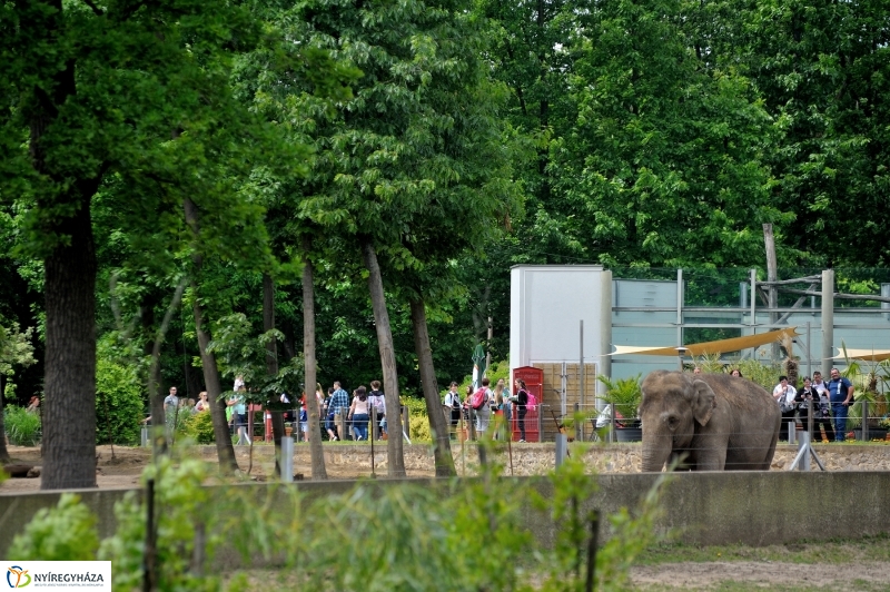 Állatparki fejlesztések sajtótájékoztató - fotó Szarka Lajos