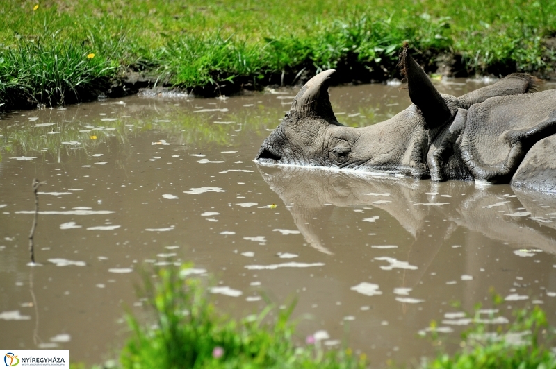 Állatparki fejlesztések sajtótájékoztató - fotó Szarka Lajos
