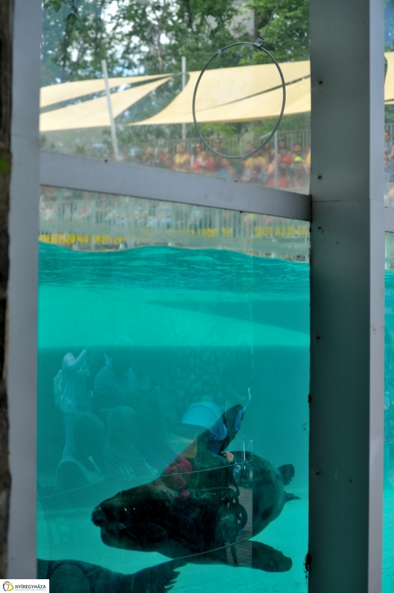 Állatparki fejlesztések sajtótájékoztató - fotó Szarka Lajos