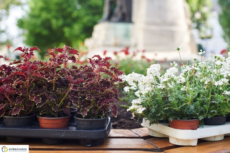 Virágültetés a Petőfi iskolás diákokkal - fotó Szarka Lajos