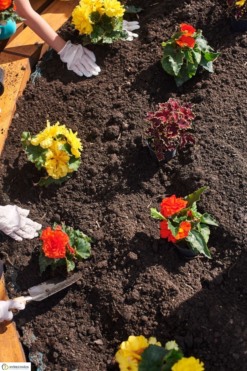 Virágültetés a Petőfi iskolás diákokkal - fotó Szarka Lajos