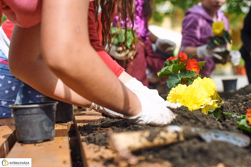Virágültetés a Petőfi iskolás diákokkal - fotó Szarka Lajos