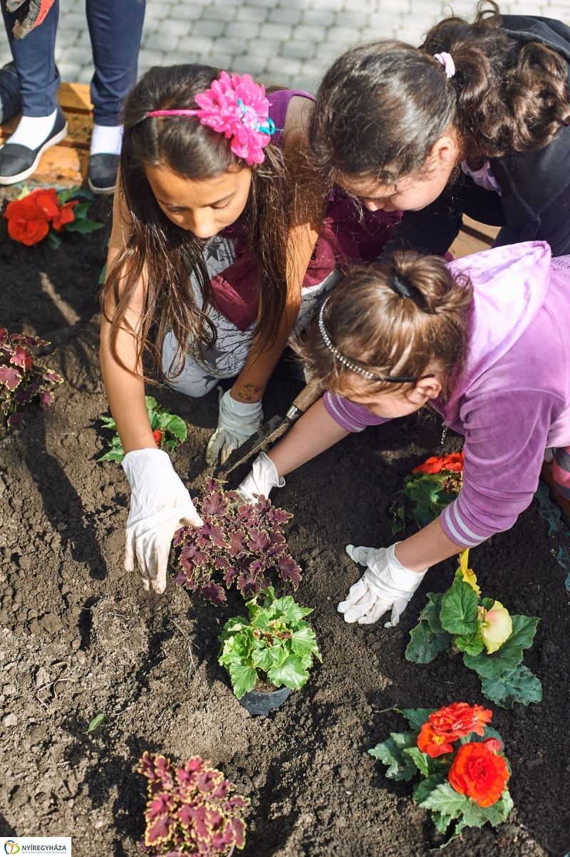 Virágültetés a Petőfi iskolás diákokkal - fotó Szarka Lajos